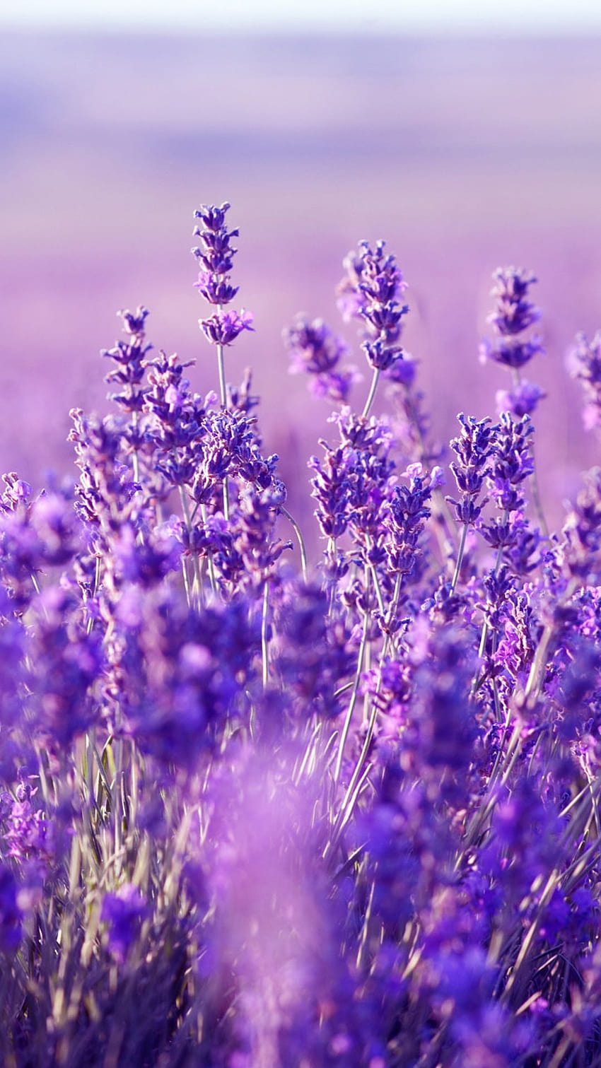 Lavender Flowers Wallpaper. Purple Aesthetic. Bio Eco Nature