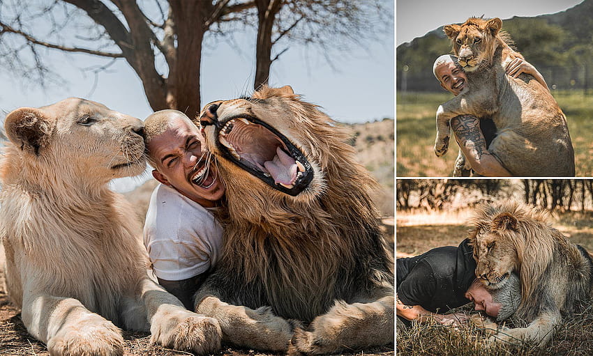 Wildlife worker shows off bond with lions as he play HD wallpaper