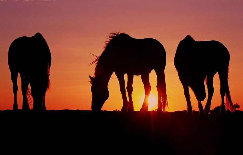 the sun, sunset, horses, the evening, horse, three, from lolita777, grazing , section животные, horses in sunset HD wallpaper