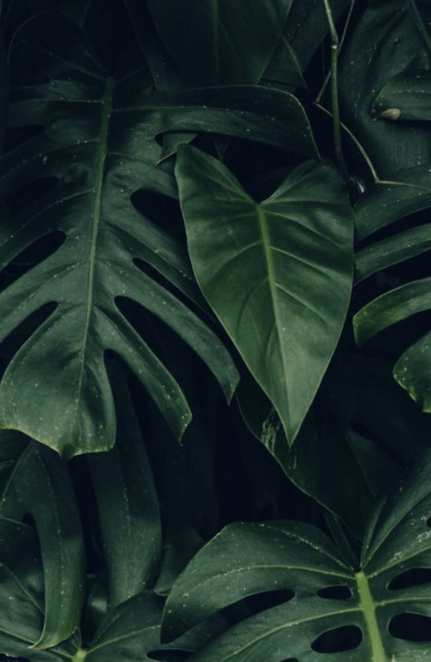 hojas de palma, hojas estéticas fondo de pantalla del teléfono