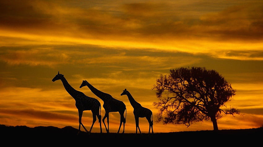 Africa Sunset Backgrounds ~ Bozhu HD wallpaper