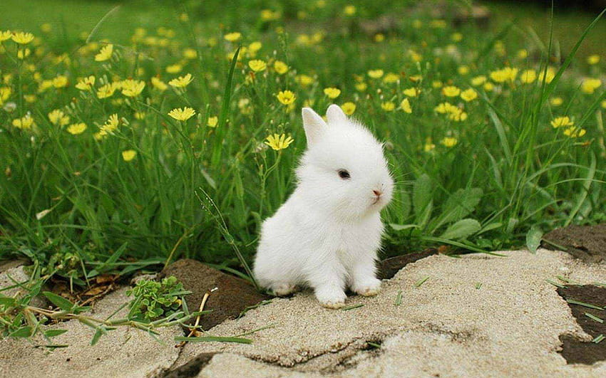 Cute Bunny, baby bunny kawaii HD wallpaper