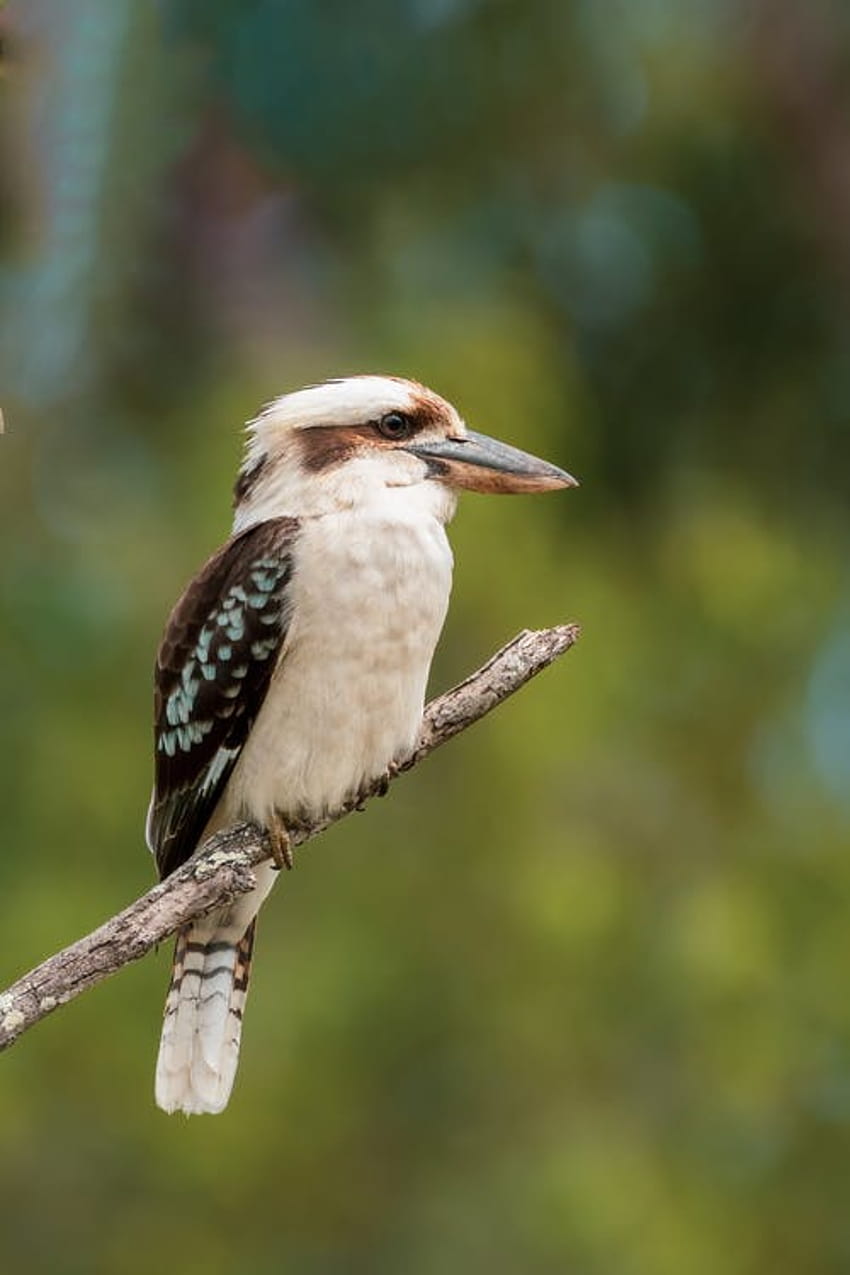 Download free Australia Kookaburra Bird Wallpaper - MrWallpaper.com