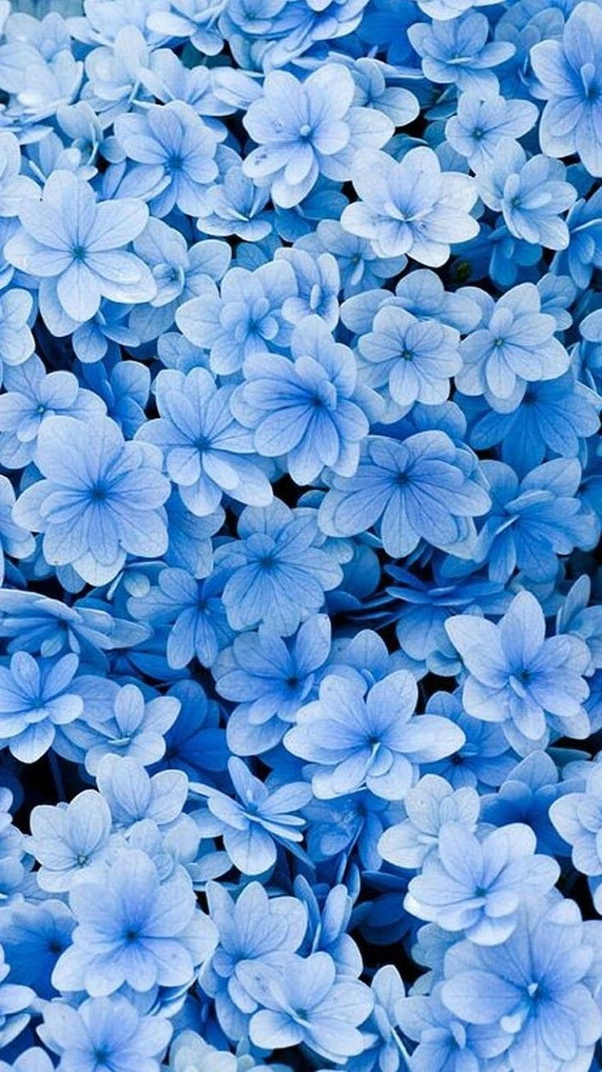 Spring – a 100 beautiful to decorate your phone, blue and grey phone HD phone wallpaper