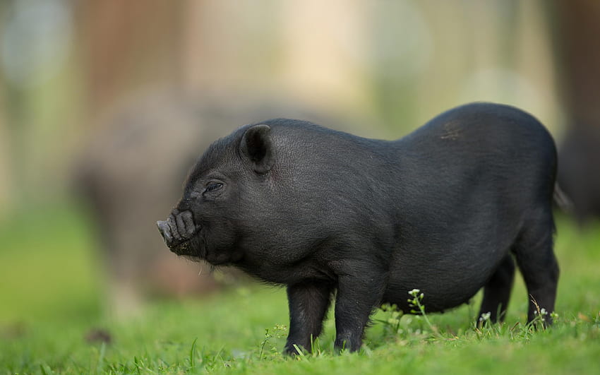 black pig, decorative little pig, cute, pig black HD wallpaper