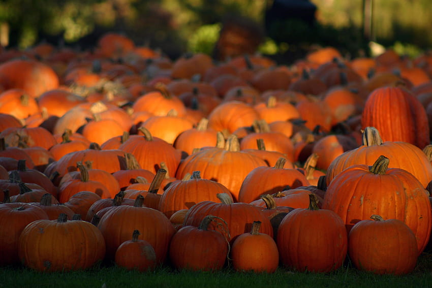 Forget pumpkin spice lattes! Get your pumpkin fix with these, cute