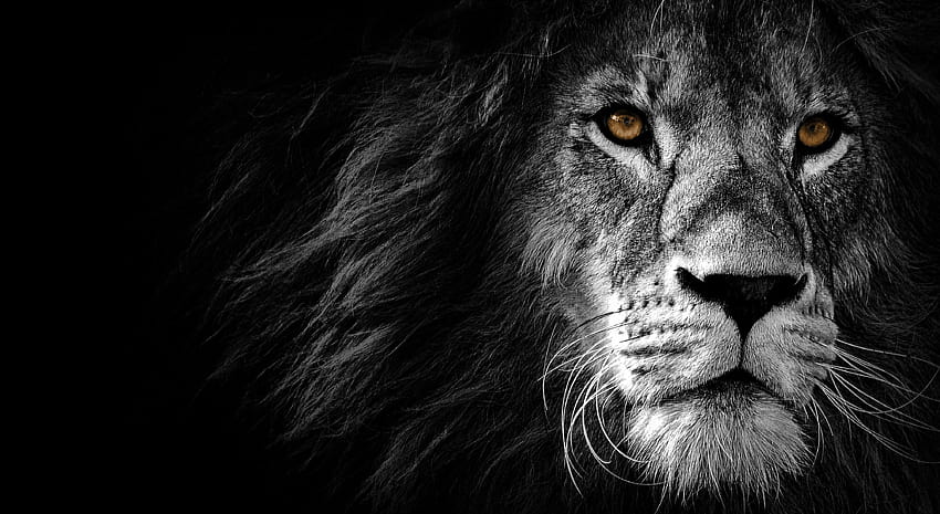 Black Lion HD wallpaper
