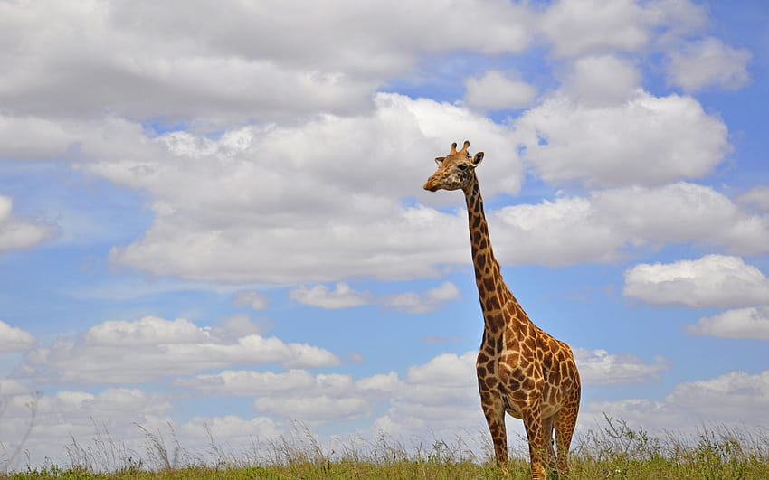 giraffe, Africa, wildlife, clouds, long neck with resolution 2560x1600. High Quality HD wallpaper