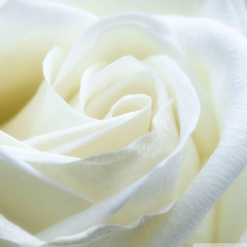 White Rose : : High Definition, ivory rose HD phone wallpaper