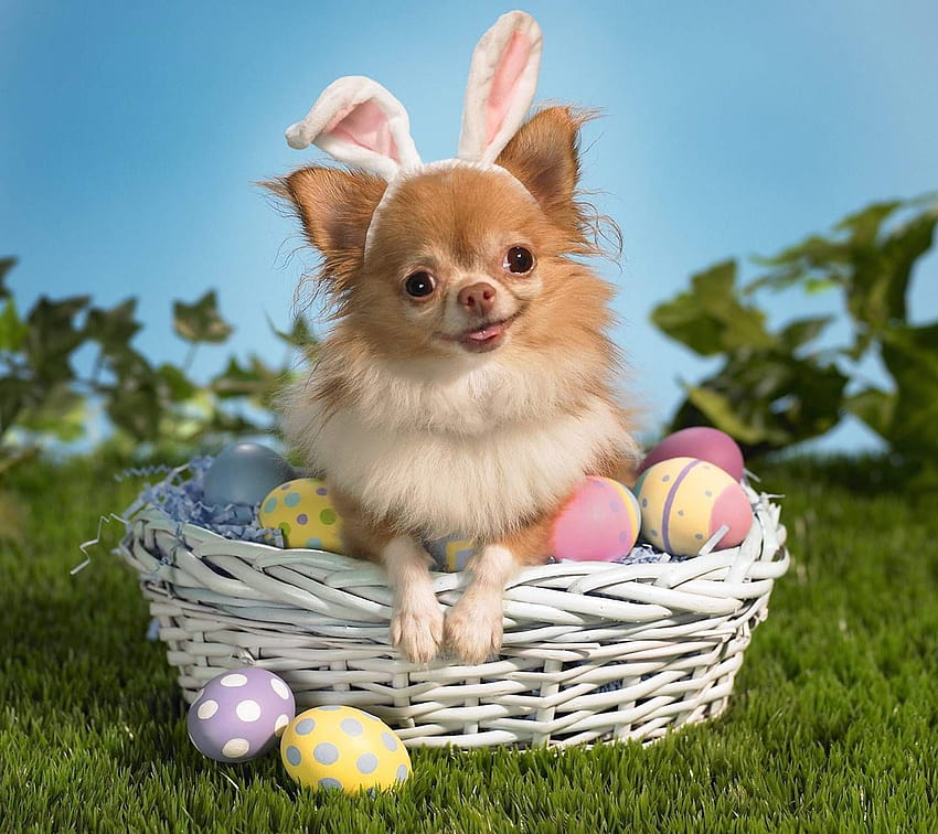 Easter Dog autorstwa MariMar94, wielkanocne szczeniaczki i pieski Tapeta HD