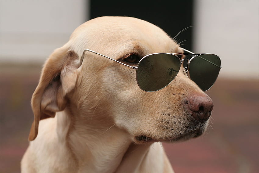 : anjing, wajah, kacamata hitam 2496x1664, wajah anjing Wallpaper HD