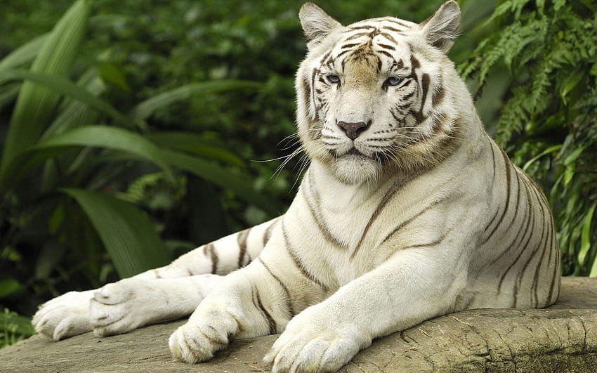 Tigre Branco, maldição dos tigres papel de parede HD