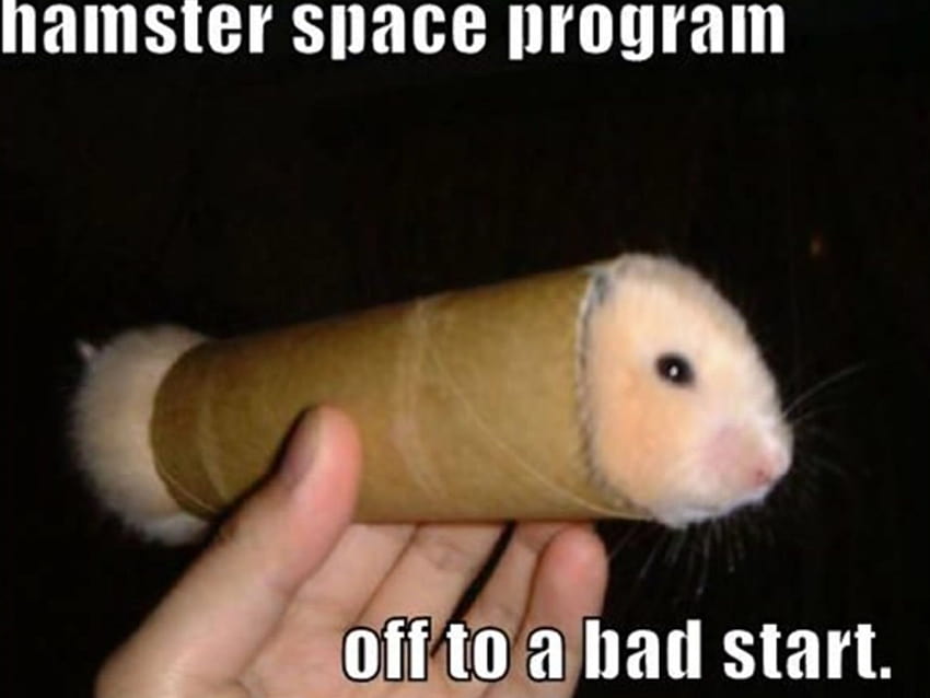 euhhhhh, meme hamster Fond d'écran HD