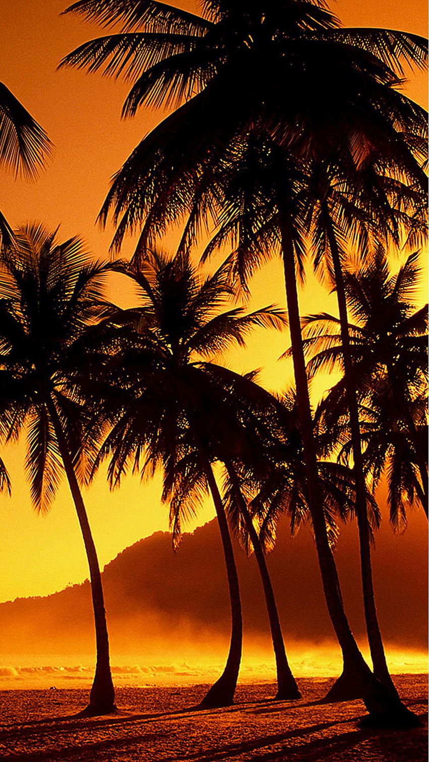 Palm Trees at Beach, palm trees phone HD phone wallpaper
