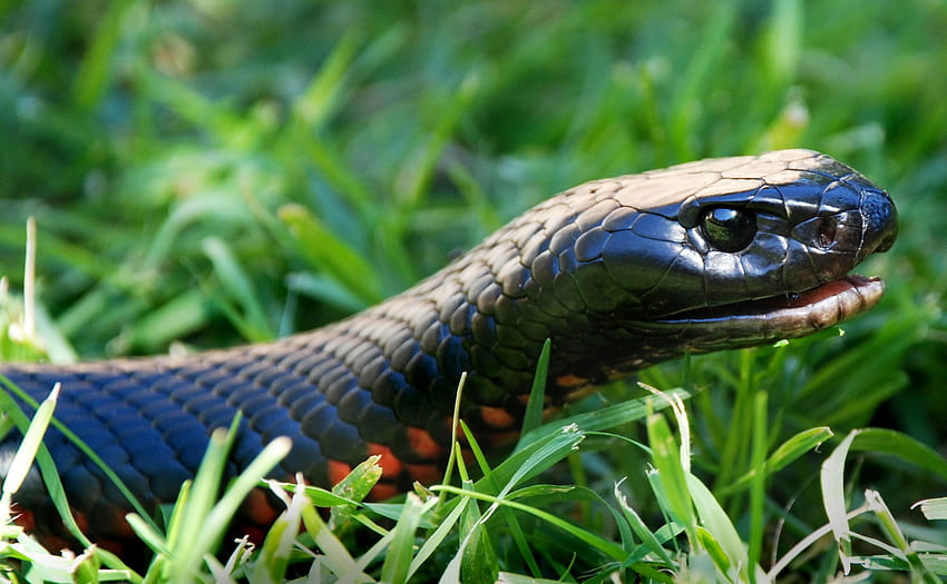 Red Belly Black Snake Eye, eastern indigo snake HD wallpaper