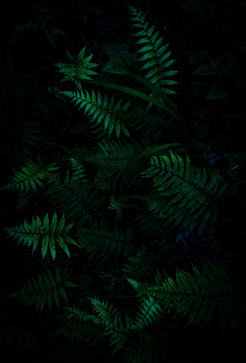 50 Dark Forest [], foresta verde estetica Sfondo del telefono HD