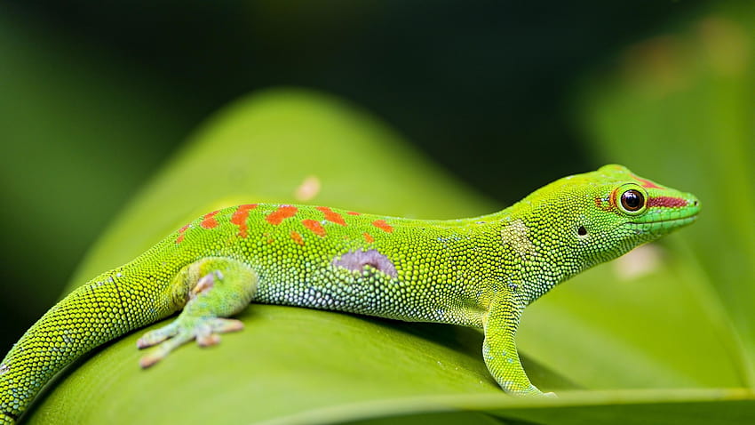 Madagascar Day Gecko Ultra HD wallpaper