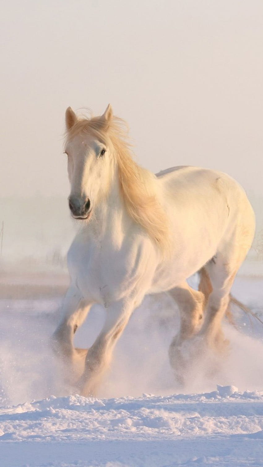 Cavalo branco correndo neve de inverno ultra móvel Papel de parede de celular HD