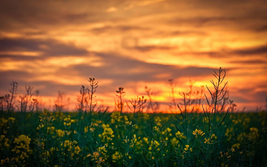 Of, Yellow,depth, Nature, Field, Flowers Windows, Rapeseed, sunset over the field HD wallpaper