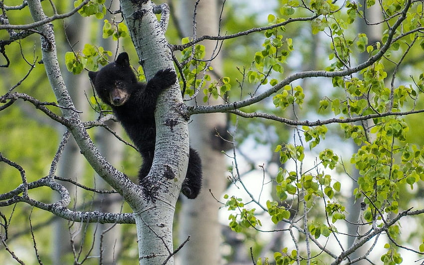 Black bear, birch tree 1920x1200 , bear in spring HD wallpaper