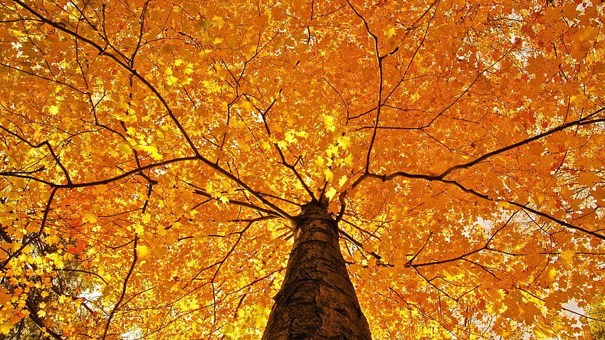 Nature trees leaves color yellow autumn fall seasons foliage branches limb top, autumn branches HD wallpaper