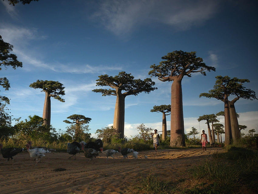 Madagascar Country HD wallpaper