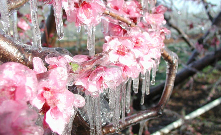 Flor: Iced Blossom Cherry Winter Ice Pink Flower Tumblr Flores, flor de invierno fondo de pantalla