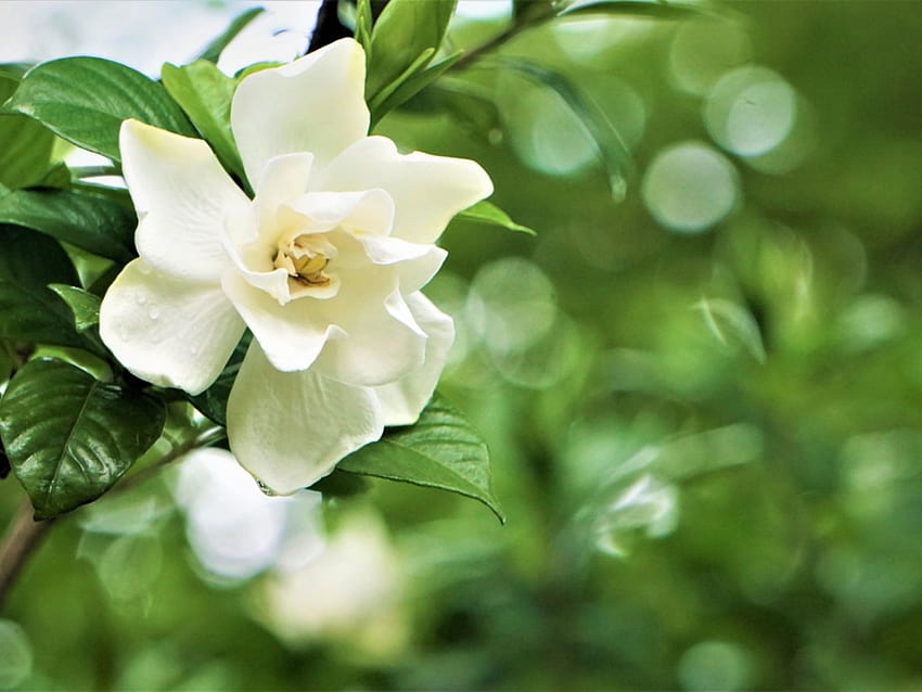 Gardenia no florece: hacer que un jardín florezca, flor de gardenia