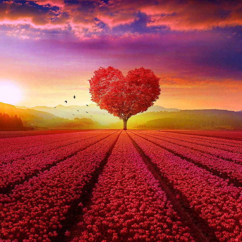 Love heart, Tree, Flower garden, Heart tree, Sunrise, anime flower field scenery HD phone wallpaper