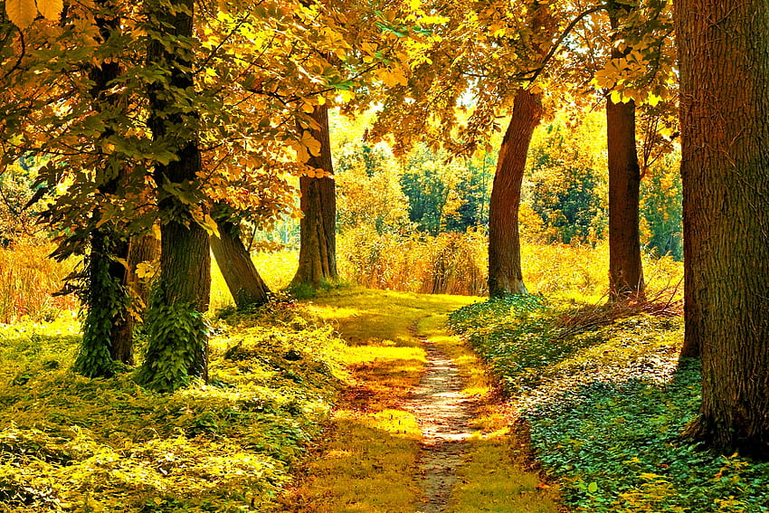 fall trees path wallpaper