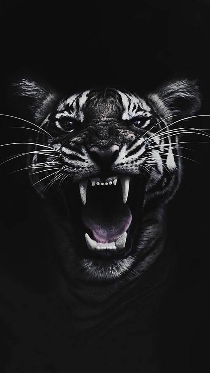 Cool Backgrounds, amoled tiger HD phone wallpaper