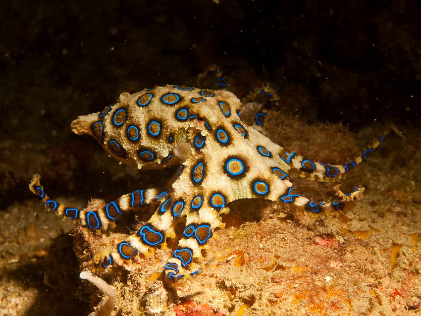 Blue Ringed Octopus HD wallpaper