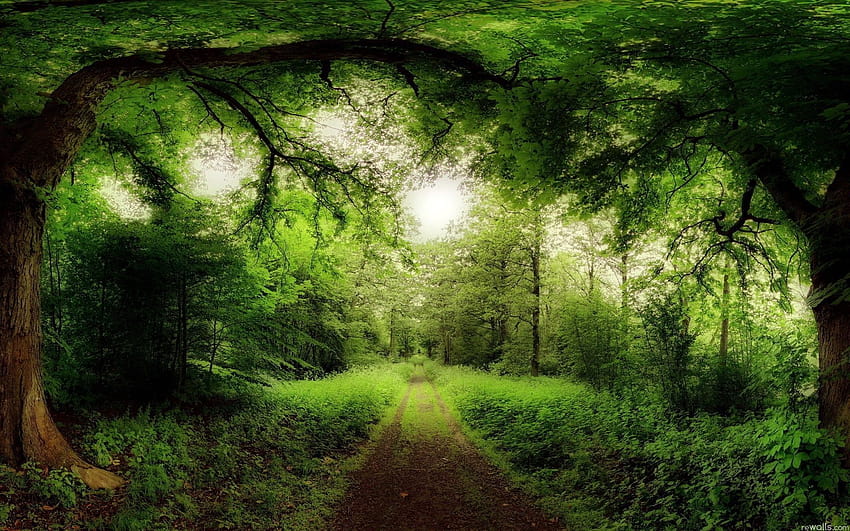 Camino del bosque verde hierba Camino del bosque verde hierba, suelo del bosque fondo de pantalla