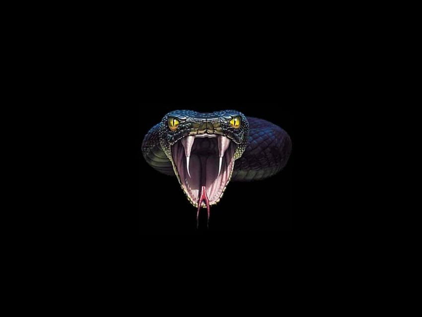 코브라 뱀, 멋진 뱀 배경 HD 월페이퍼