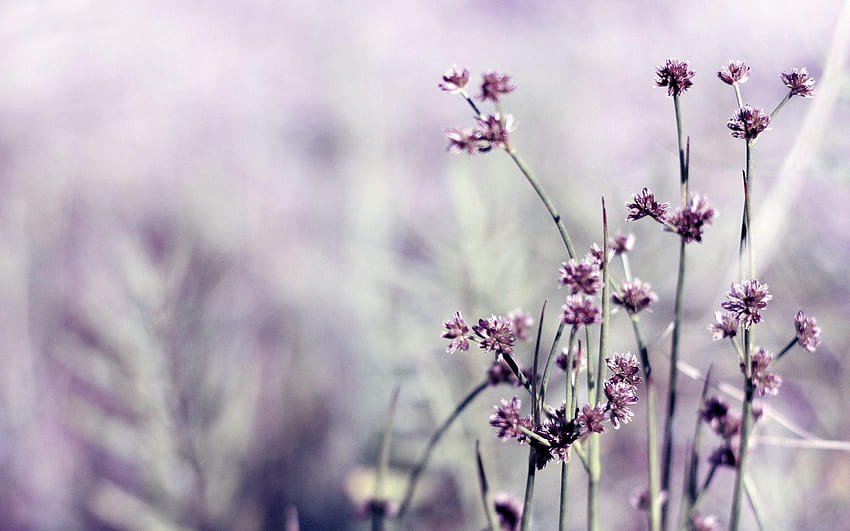 Harian : Little Purple Flowers, suka halaman sampul facebook Wallpaper HD