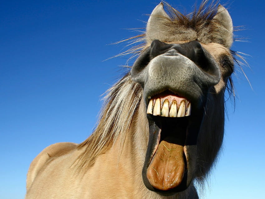 11 funny horse black horse funny funny horse face funny horse tongue out 1234 :: Funny Horse HD wallpaper