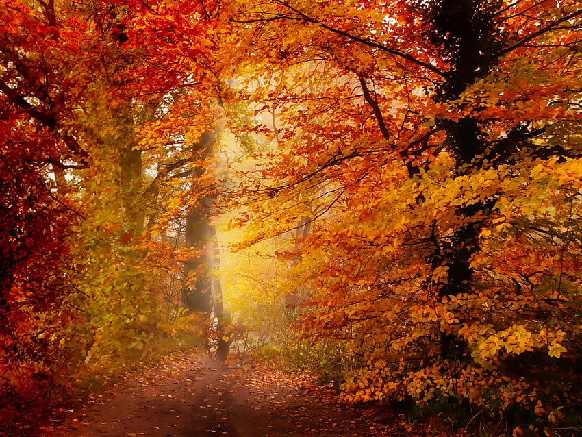 Fall Macbook Pro macbook aesthetic autumn HD wallpaper  Pxfuel