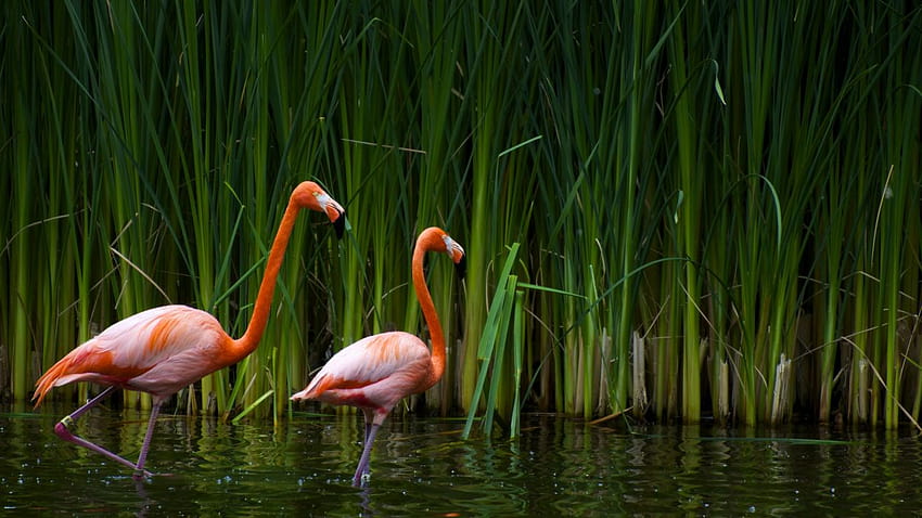easter flamingos HD wallpaper