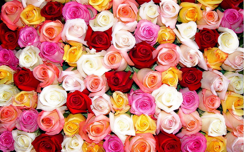 Rose Color Flowers Full Colorful For Computer, colourful flower HD wallpaper
