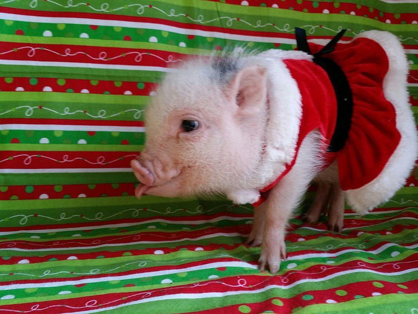 Available Piglets, mini pig christmas HD wallpaper