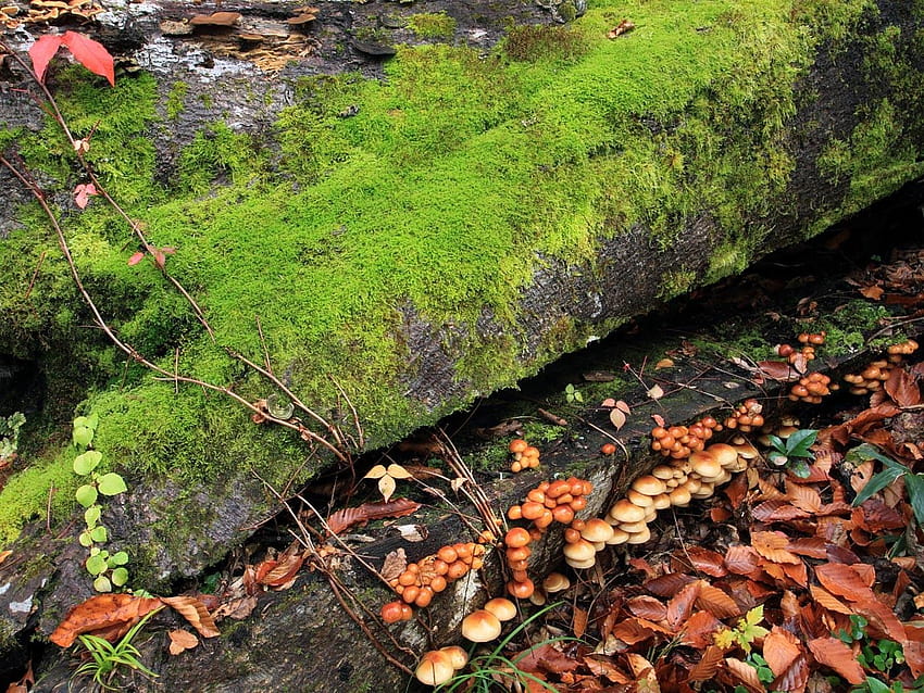 Fungi Tag : Fungus Leaves Floor Moss Log Earth Damp Green, mushrooms in moss HD wallpaper