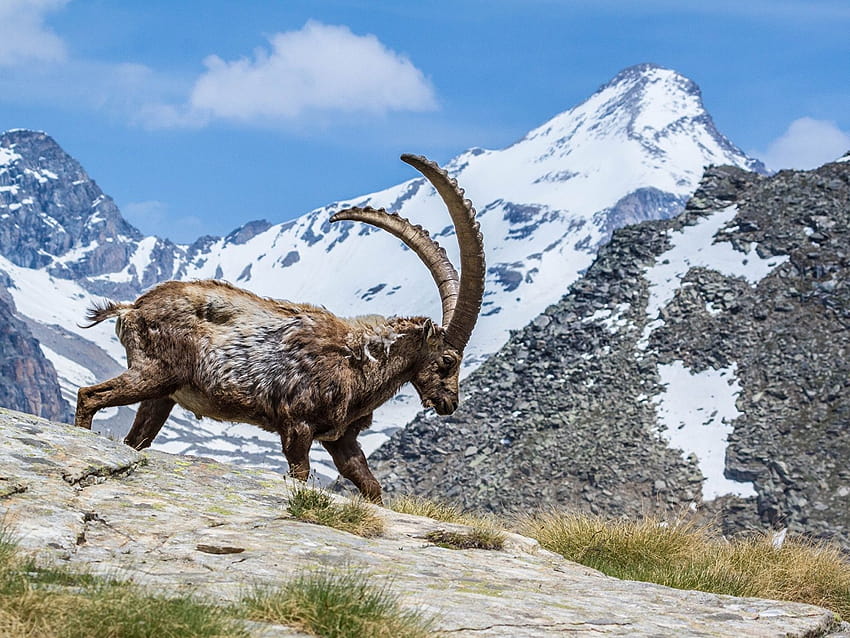 Fondos de Pantalla 1600x1200 Artiodáctilos Montañas Cabra Capra ibex Cuerno  Animalia Naturaleza descargar nes HD wallpaper | Pxfuel