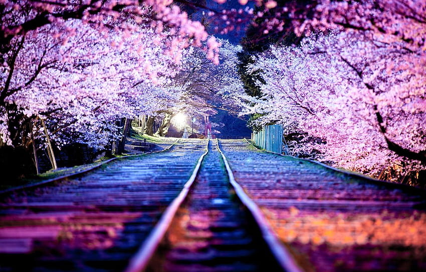noc, miasto, światła, wiosna, Japonia, Sakura, kwiecień, noc sakury Tapeta HD