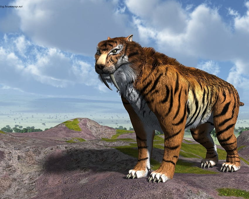 Sabertooth Tiger Smilodon Fatalis by nDelphi HD wallpaper
