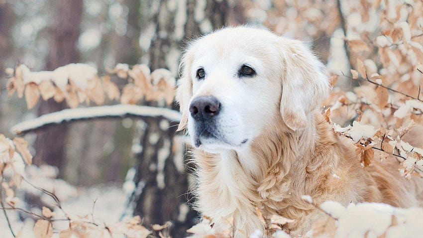 Golden retrievers HD wallpaper | Pxfuel