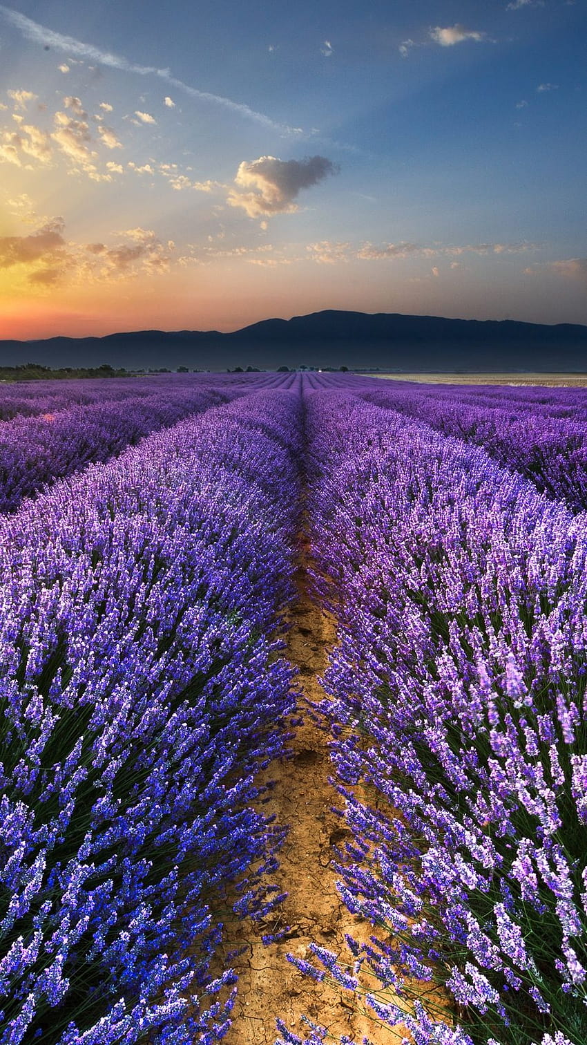 Lavender, bidang, bunga, cakrawala - Latar Belakang Keren, bidang lavender di malam berbintang wallpaper ponsel HD