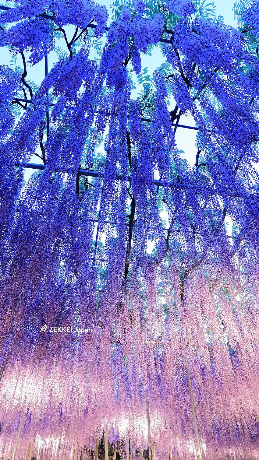 wisteria flowers, demon slayer wisteria HD phone wallpaper