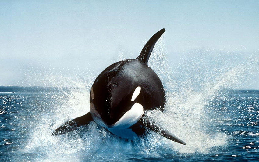 National Geographic, animales marinos fondo de pantalla | Pxfuel