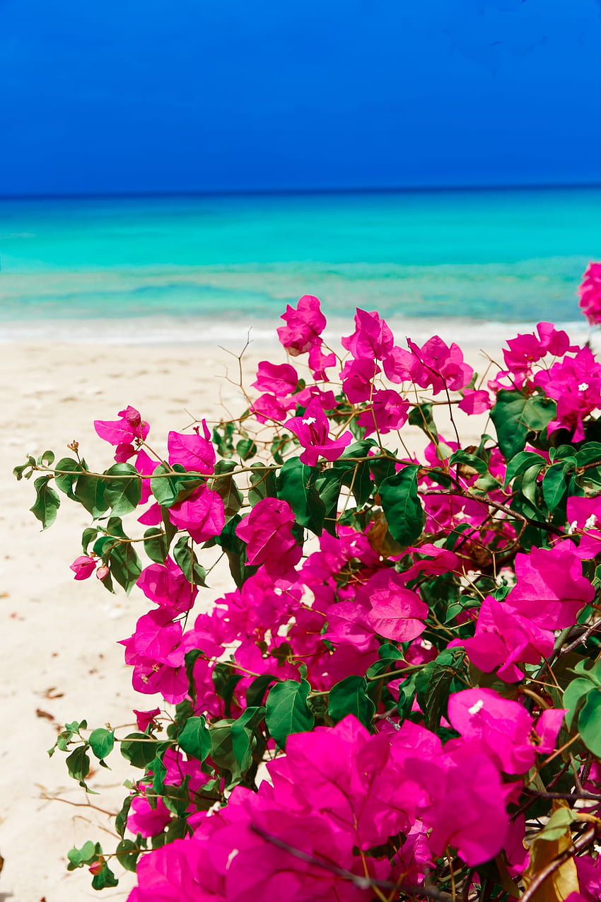 Bougainvillea Fiore E Mare, fiori all'oceano Sfondo del telefono HD