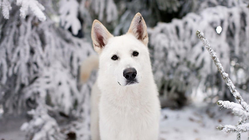 invierno, blanco, animales, perros, Game of Thrones, direwolf ::, dire wolf fondo de pantalla